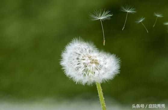 奇妙的花花草草种子传播方法，你的花草是哪种？