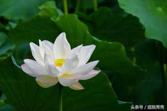 奇妙的花花草草种子传播方法，你的花草是哪种？