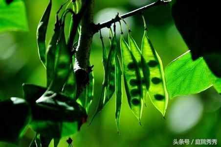 奇妙的花花草草种子传播方法，你的花草是哪种？