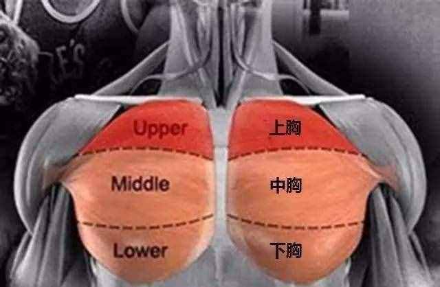 细讲4个高效胸肌训练动作，帮刚开始健身的你少走弯路练好胸肌！