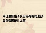 今日更新柜子长白霉有毒吗,柜子白色霉菌是什么菌