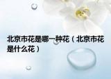 北京市花是哪一种花（北京市花是什么花）