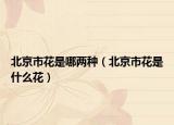 北京市花是哪两种（北京市花是什么花）