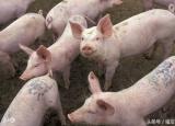 今日更新懒汉养猪法（高效养猪法懒汉也能养好猪）