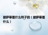 披萨草是什么样子的（披萨草是什么）