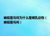 蝙蝠是鸟吗为什么是哺乳动物（蝙蝠是鸟吗）