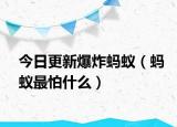 今日更新爆炸蚂蚁（蚂蚁最怕什么）