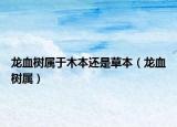 龙血树属于木本还是草本（龙血树属）