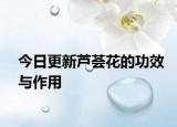 今日更新芦荟花的功效与作用