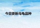 今日更新乌龟品种