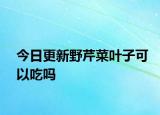 今日更新野芹菜叶子可以吃吗