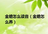 金蟾怎么读音（金蟾怎么养）