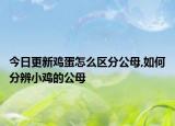 今日更新鸡蛋怎么区分公母,如何分辨小鸡的公母