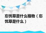 忘忧草是什么植物（忘忧草是什么）
