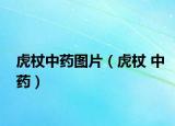 虎杖中药图片（虎杖 中药）