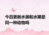 今日更新水濑和水獭是同一种动物吗
