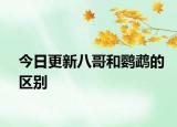 今日更新八哥和鹦鹉的区别