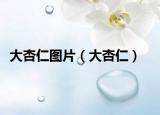 大杏仁图片（大杏仁）
