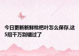 今日更新新鲜枇杷叶怎么保存,这5招千万别错过了