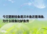 今日更新桂鱼是淡水鱼还是海鱼,为什么桂鱼比鲈鱼贵