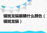 银斑龙猫眼睛什么颜色（银斑龙猫）