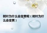 树叶为什么会变黄呢（树叶为什么会变黄）