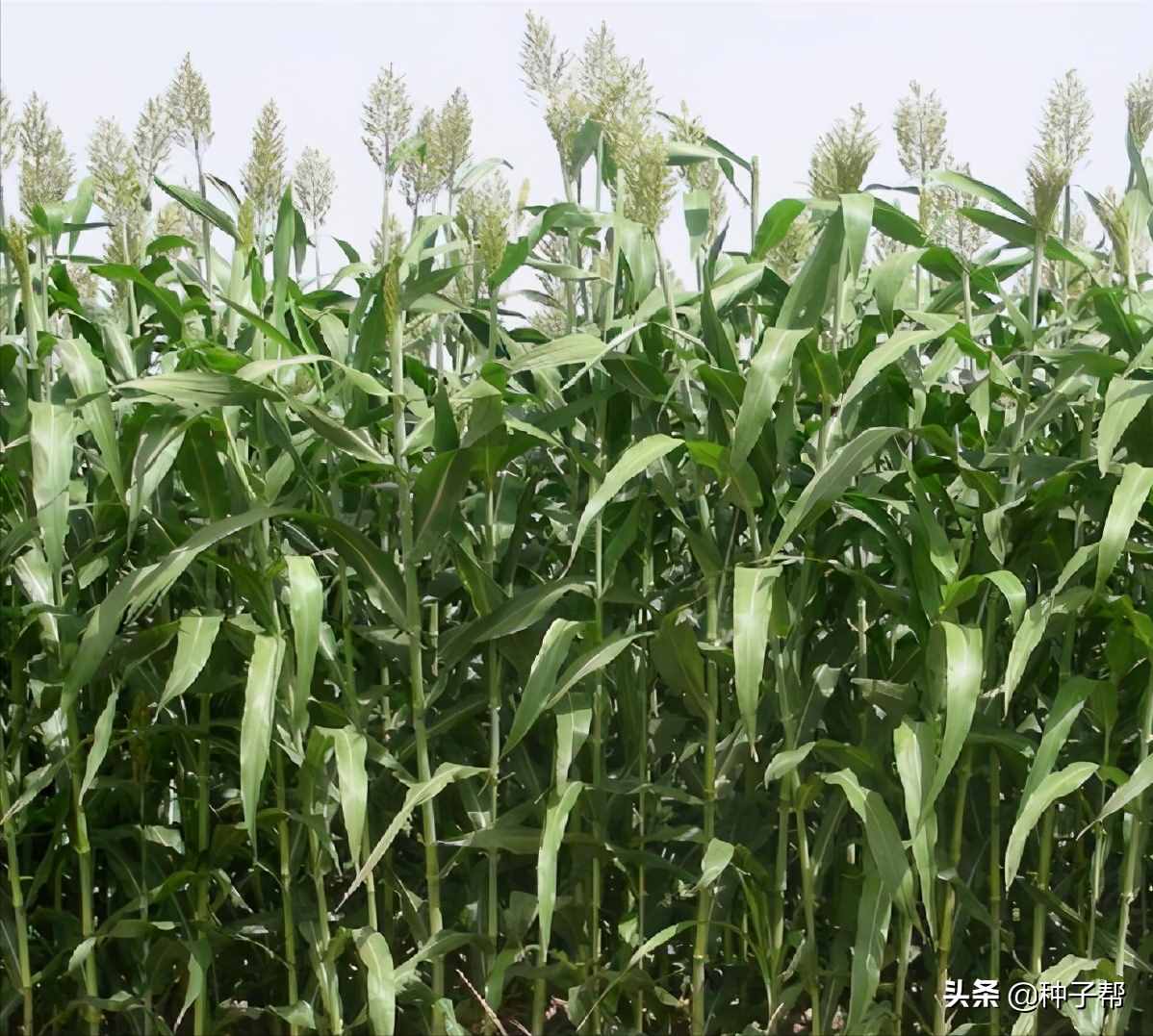 山西养牛羊种什么牧草？一年生、多年生都在这了，了解清楚再种植