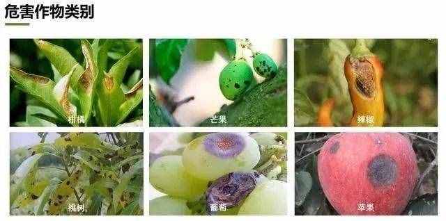 炭疽病什么症状？如何防治？看这篇文章就够了