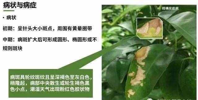 炭疽病什么症状？如何防治？看这篇文章就够了