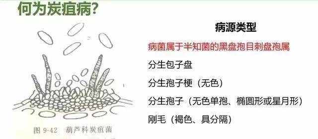 炭疽病什么症状？如何防治？看这篇文章就够了