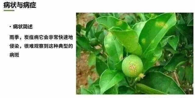 炭疽病什么症状？如何防治？看这篇文章就够了