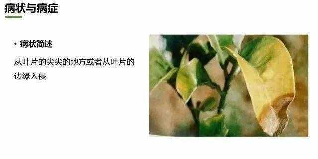 炭疽病什么症状？如何防治？看这篇文章就够了