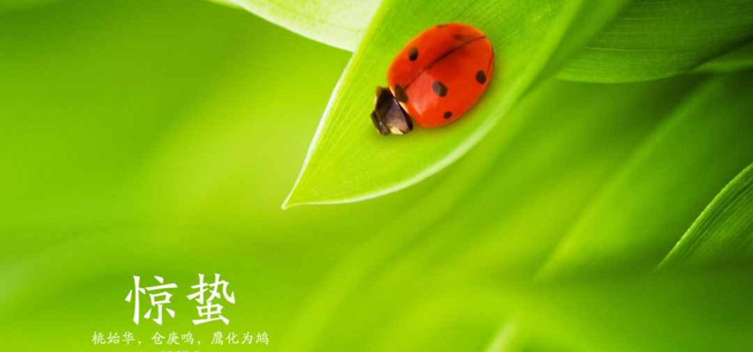 雨催惊蛰候 风作勒花开，十二首惊蛰诗词，叫醒酣睡的春天