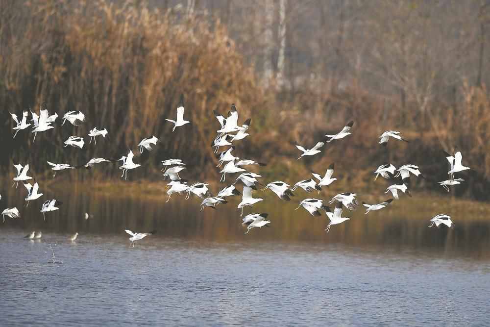合肥修复环巢湖十大湿地：为了涓涓清水入巢湖