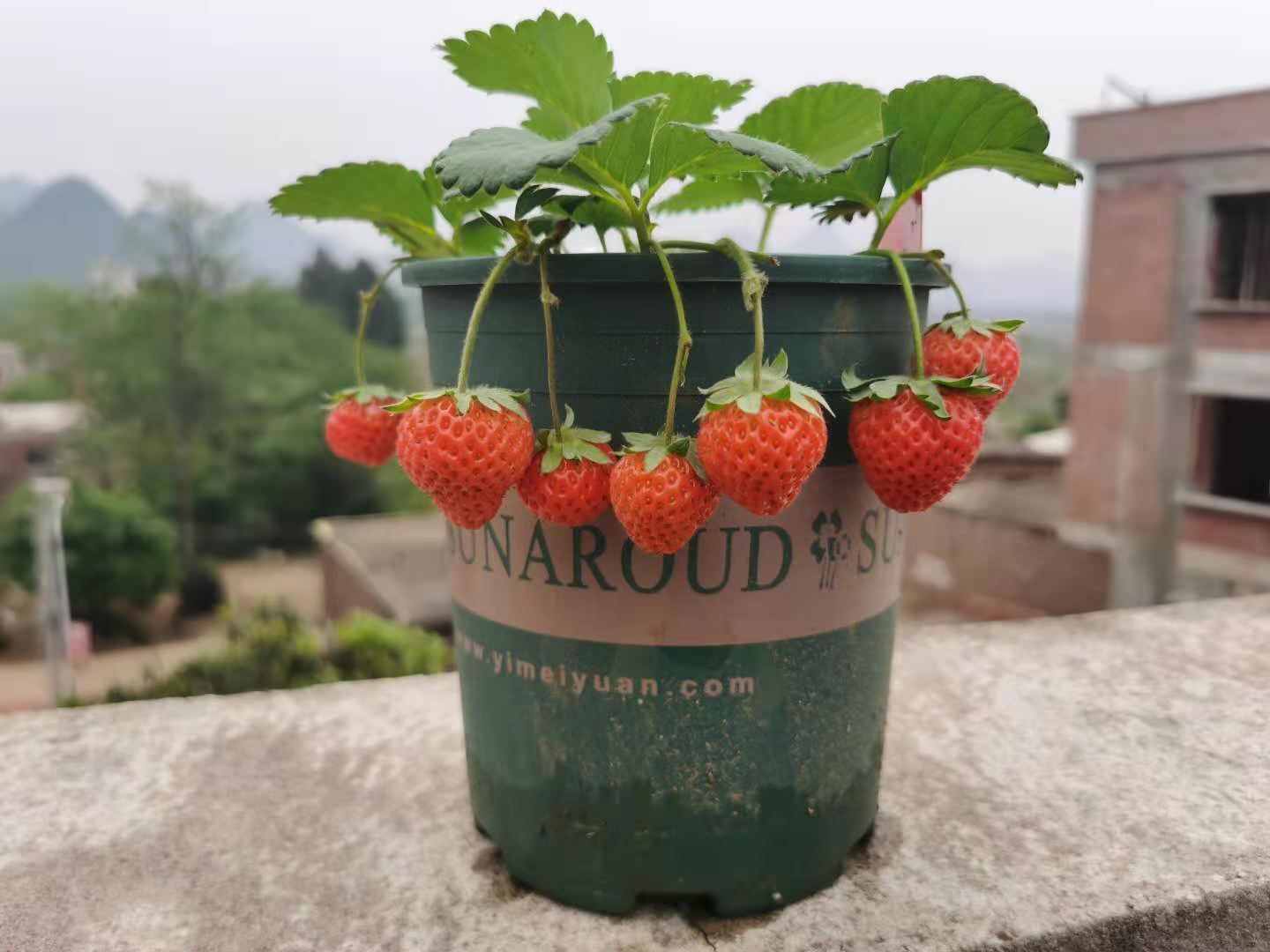 阳台如何种草莓，记住3点就好了，果多又甜，能结好几茬