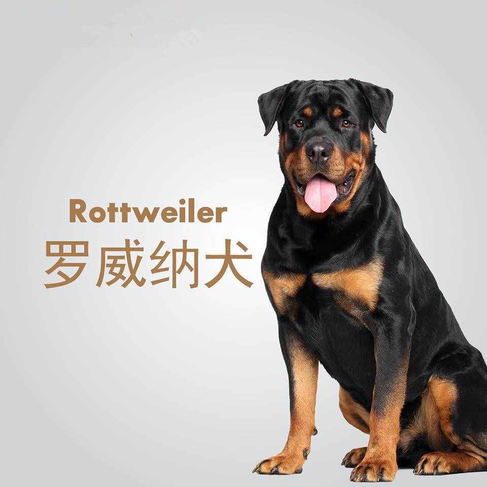 被认为是最聪明的几种狗狗，边牧金毛都拿不到第一！