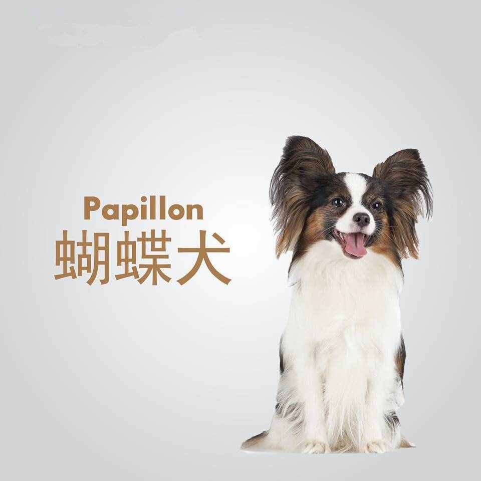 被认为是最聪明的几种狗狗，边牧金毛都拿不到第一！