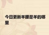今日更新羊腰是羊的哪里