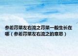 参差荇菜左右流之荇菜一般生长在哪（参差荇菜左右流之的意思）
