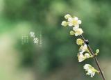 今日更新关于惊蛰的诗词唯美（十二首惊蛰诗词）