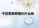 今日更新蚂蜂长什么样