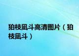 狛枝凪斗高清图片（狛枝凪斗）