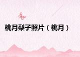 桃月梨子照片（桃月）