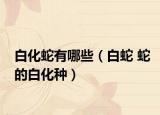 白化蛇有哪些（白蛇 蛇的白化种）