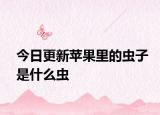 今日更新苹果里的虫子是什么虫