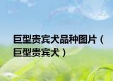 巨型贵宾犬品种图片（巨型贵宾犬）
