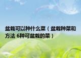 盆栽可以种什么菜（盆栽种菜和方法 6种可盆栽的菜）