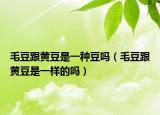毛豆跟黄豆是一种豆吗（毛豆跟黄豆是一样的吗）