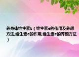 养身体维生素E（维生素e的作用及养颜方法,维生素e的作用,维生素e的养颜方法）