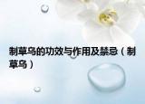 制草乌的功效与作用及禁忌（制草乌）